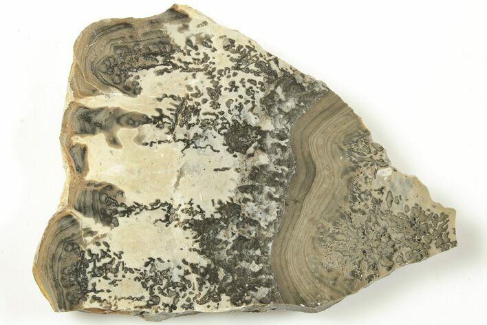 Triassic Aged Stromatolite Fossil - England #207061